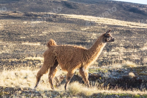 Preview: Llama