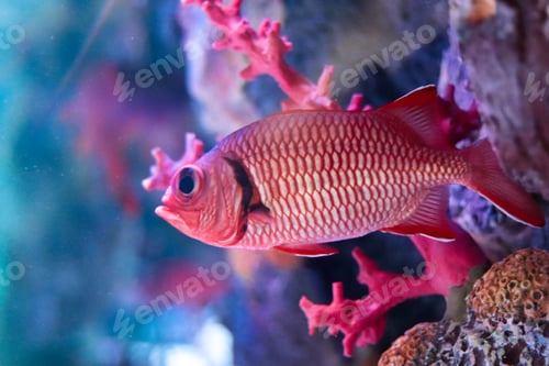 Red Fish Swimming Near Coral Reefs in Ocean