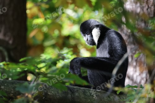 Preview: The northern white-cheeked gibbon (Nomascus leucogenys) close up shot