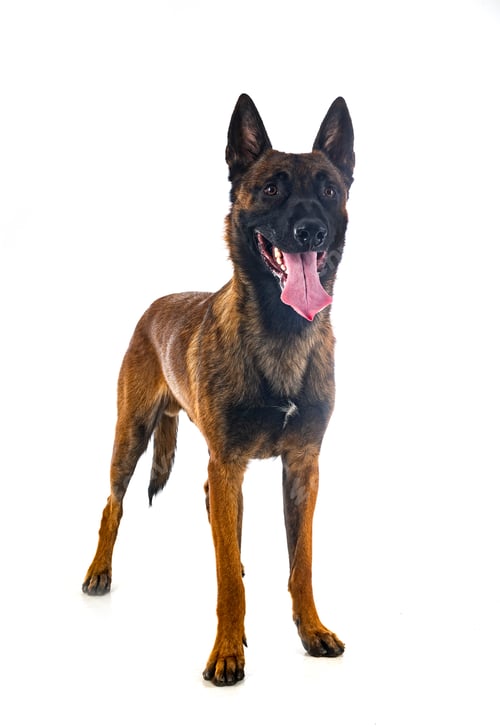Preview: malinois in studio