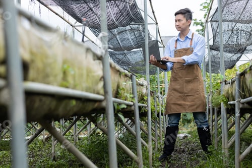 Preview: Farmer Using Laptop in Greenhouse for Crop Monitoring
