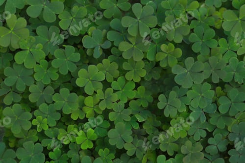 Preview: Top view of beautiful green clover leaves