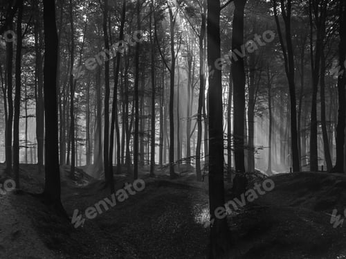 Preview: Spooky dark forest with sunbeams