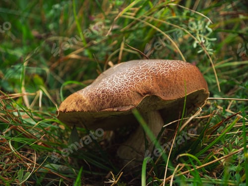 Preview: Red Cracking Bolete in forest. Small mushroom cracks, tubes pores hymenium Xerocomellus chrysenteron