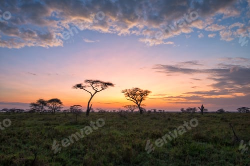 Preview: Savanna