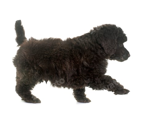 Preview: puppy brown poodle