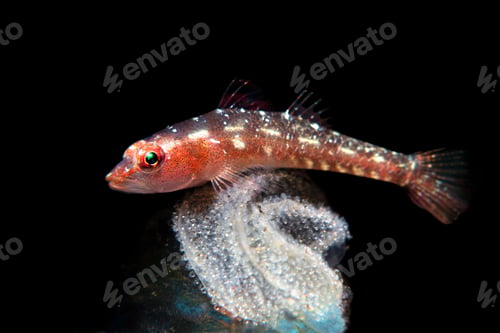 Preview: Tropical ghost goby guarding eggs