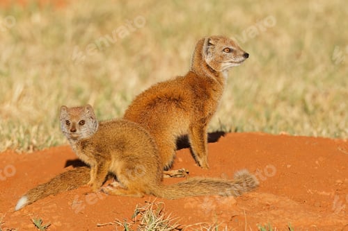 Preview: Alert yellow mongooses at their den