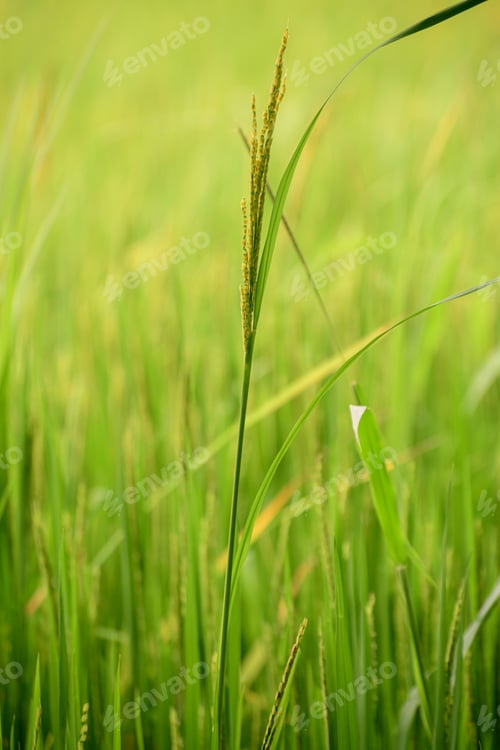 Preview: Ear of paddy closeup against soft bright lush paddy field in the evening.