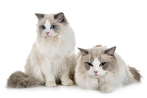 Preview: ragdoll cats in studio