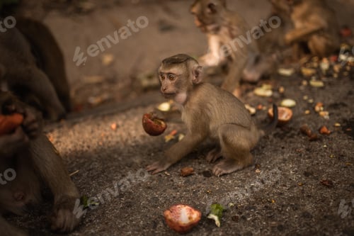 Preview: A redhead monkey sits on the ground and eats