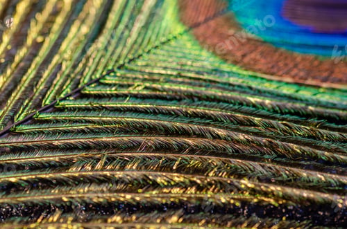 Preview: Peacock feather texture close up, natural background, texture background.