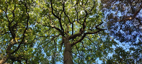 Preview: Low angle shot of green trees growing against a blue sky near Tamworth Castle, England