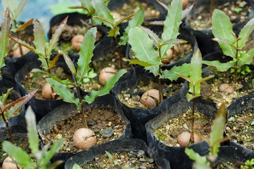 Preview: Macadamia nuts seedlings with green leaf