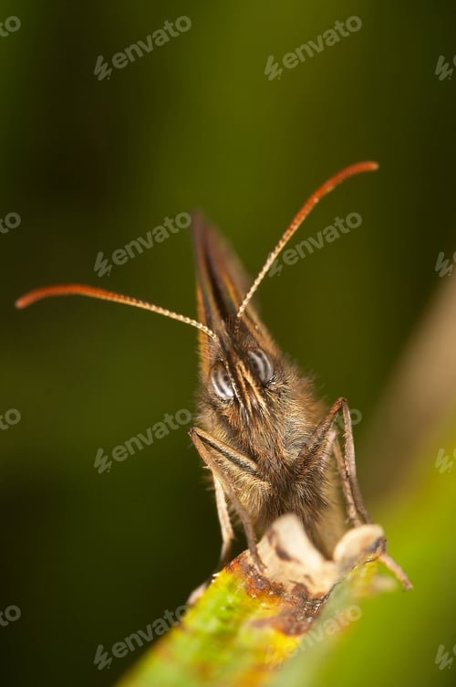 Preview: Butterfly (Pyronia bathseba)