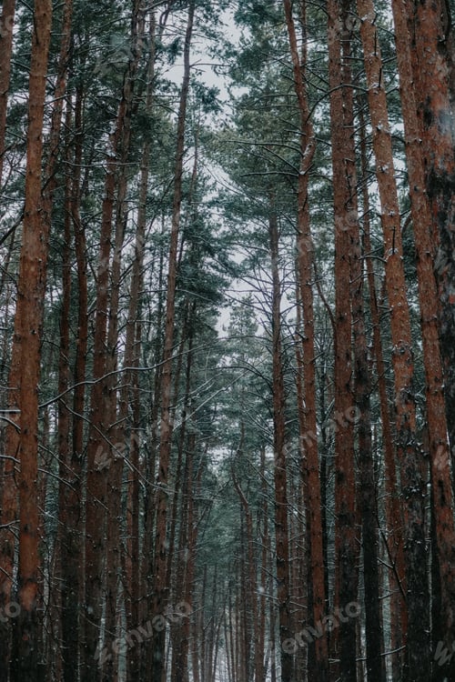 Preview: Amazing natural forest changing season