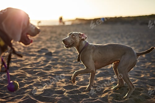 Preview: Dogs running near waving sea