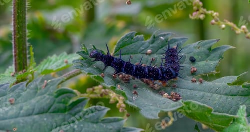 Preview: Spiky Black Caterpillar on Leaf