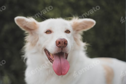 Preview: White dog smile close up