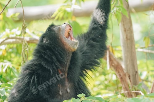 Preview: Siamang or Symphalangus syndactylus, an endangered arboreal, black furred gibbon.