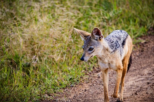 Preview: African Jackal Wild Wildlife Animals Nairobi National Park Kenya Landscapes