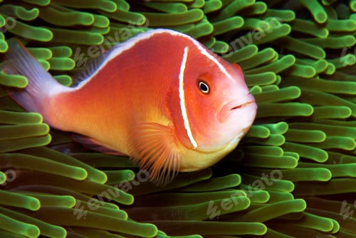 Preview: Creative Anemone fish, clown fish, underwater photo