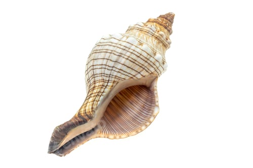 Preview: the shell of a sea snail on a white isolated background