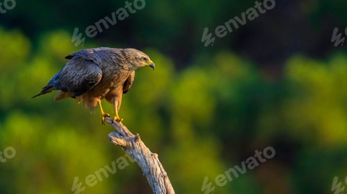 Preview: Black Kite