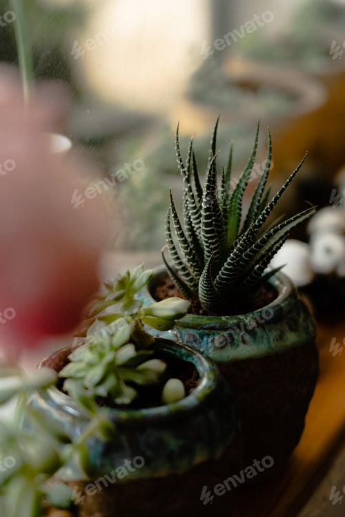 Preview: Succulent plants on the window