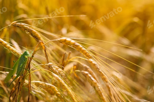 Preview: Green locusts devouring a large barley. Insect pest. pest concept in agriculture.