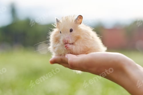 Preview: Golden fluffy Syrian hamster in hands of girl, green lawn background