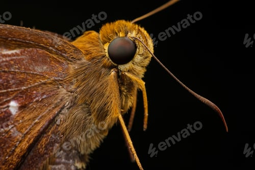 Preview: moth