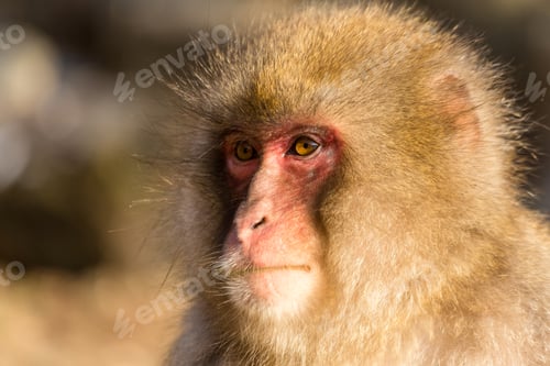 Preview: Snow monkey with thick fur