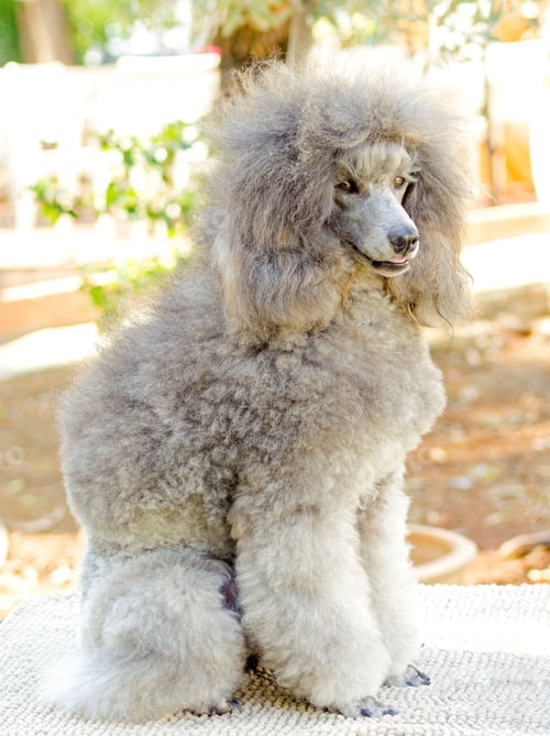 Preview: poodle, dog, puppy, pets, dogs