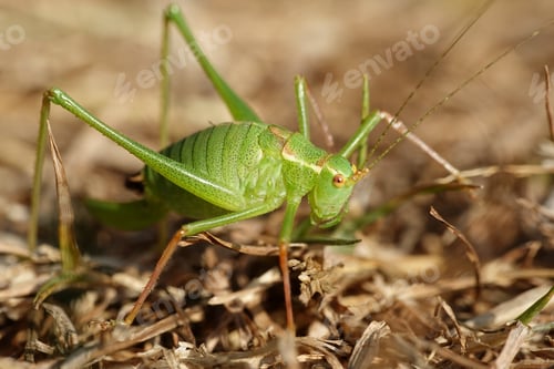 Preview: Speckled bush-cricket (Leptophyes punctatissima)
