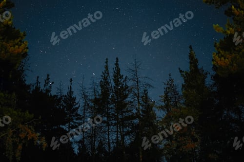 Preview: Milky Way rises over the pine trees on a foreground Star night over woodland