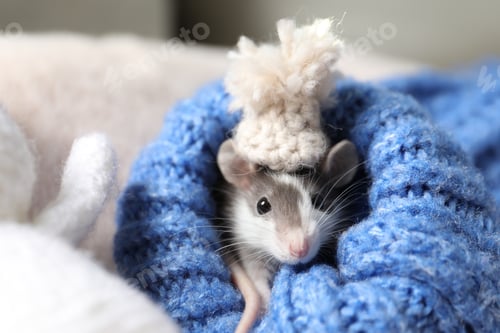 Preview: Adorable little rat with hat in blue sweater, closeup