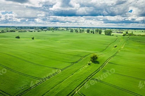 Preview: Green wheat field in Poland. Agriculture in Poland.
