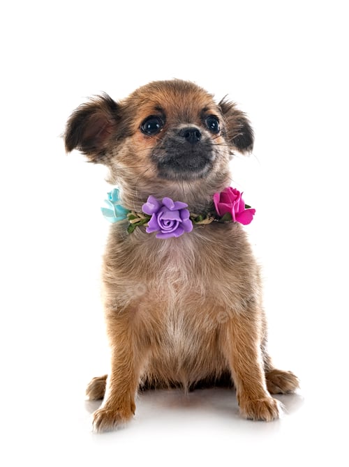 Preview: chihuahua in studio