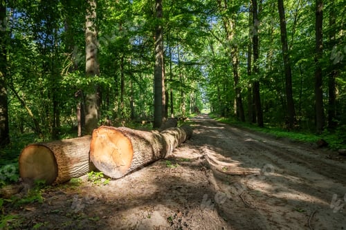 Preview: Wonderful green forest in the summer in Poland