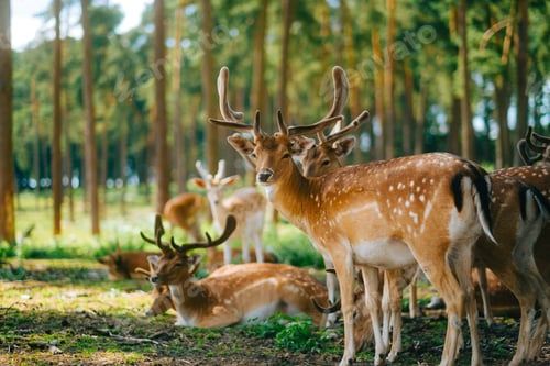 Preview: Red deer fallow deer majestically powerful animal in the forest. Animals in the natural forest.