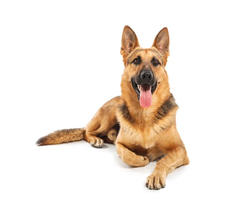 Preview: Adorable German shepherd dog on white background