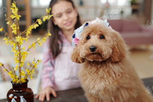 Preview: Cute dog at home