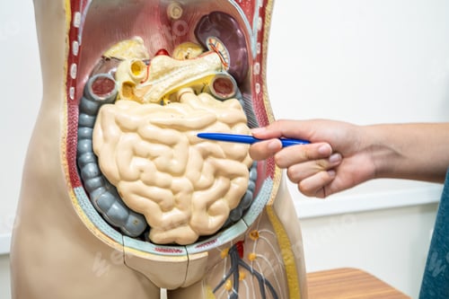Preview: Student teenage learning anatomy biology with human body model in classroom at high school.