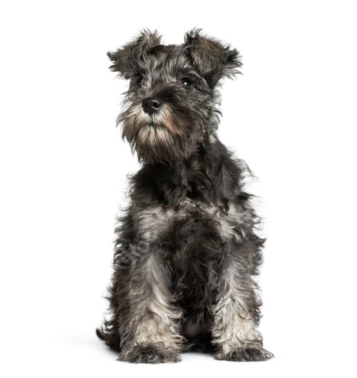 Preview: Adorable Miniature Schnauzer Sitting Pretty on White Backdrop