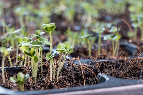 Preview: Closeup of germinated Chinese cabbage or choy sum on compost soil germination tray