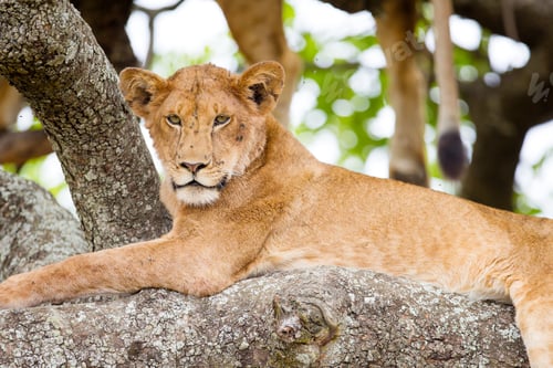 Preview: Tree climbing lion rests in Africa