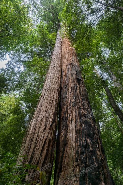 Preview: Two redwood trees growing close to each other, Big Basin State Park, California