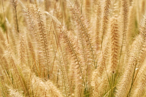 Preview: Field Grass
Nominated🌞