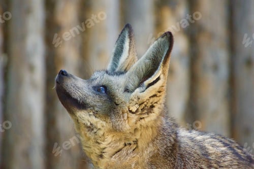 Preview: A beautiful Fennec Fox looking up! tonythetigersson, Tony Andrews Photography